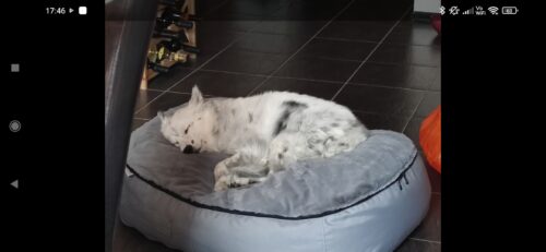 Pernă culcuș animale Lazyboy Coco Bed - Baza gri + blăniță gri photo review